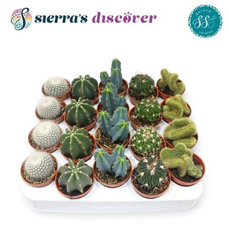 Santiago Mix Deluxe