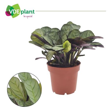 Ctenanthe Amagris