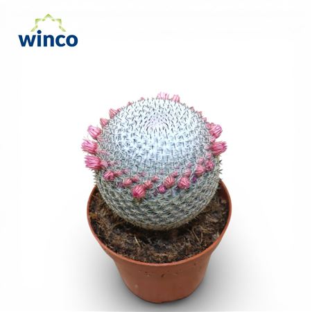 Mammillaria Microthele Superfina (flowering)
