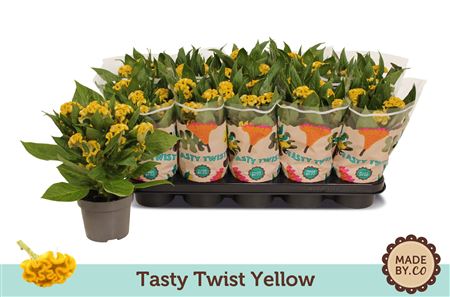 Celosia Tasty Twist Yellow