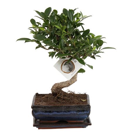 Ficus Retusa In Ceramic S-shape Wit