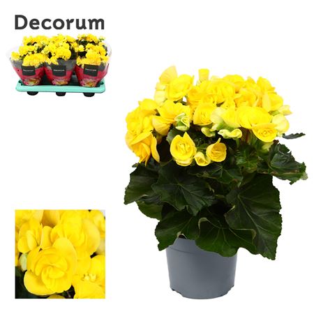 Begonia Rebecca Yellow (decorum)