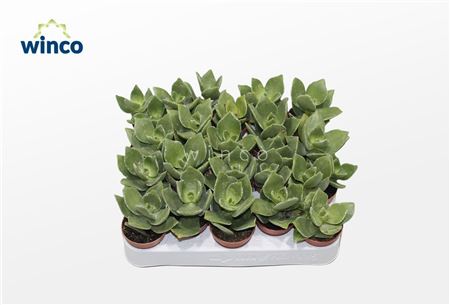 Crassula Lactea