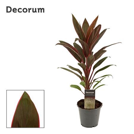 Cordyline Rumba (dec)