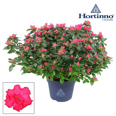 Azalea Hortinno Classic Rouge 35-37