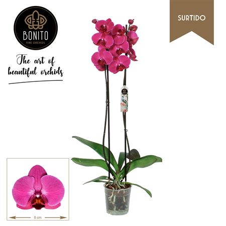 Phal 2st Stellenbosch 16+ (bonito)