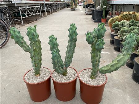 Myrtillocactus Geometrizans Boobie