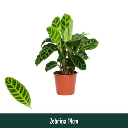 Calathea  Zebrina