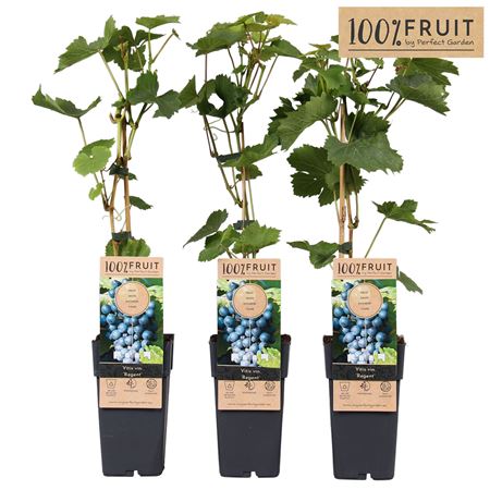 Vitis Vin Regent (grafted)