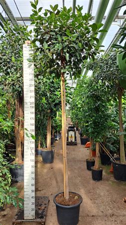 Ficus Rubiginosa Australis Stam