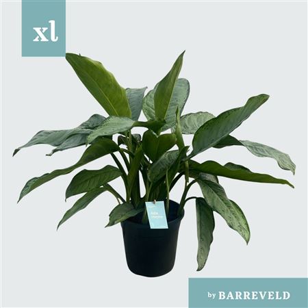 Aglaonema Freedman
