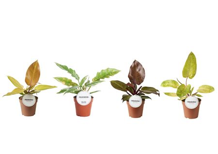 Philodendron Mix