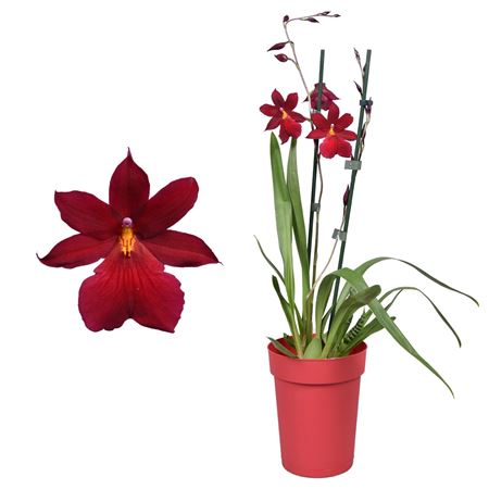 Cambria 2st Nelly Isler Red Velvet In Red Pot