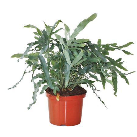 Phlebodium Aureum Blue Star.