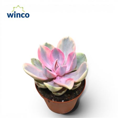 Echeveria Rainbow
