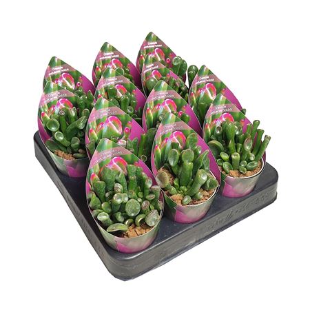 Crassula Portulacea Hobbit Potcover
