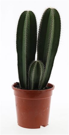 Isolatocereus Dumortieri
