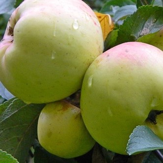 Яблоня домашняя Богатырь в тубе