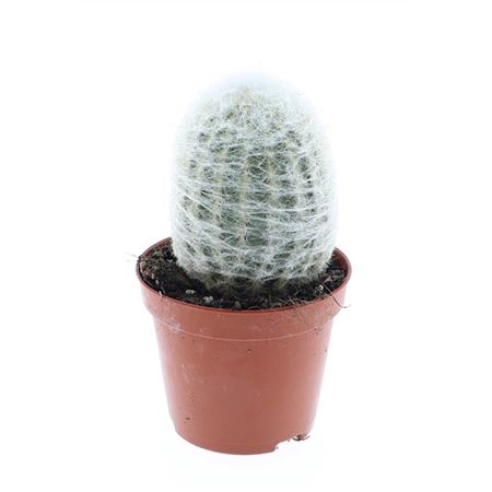 Espostoa Nana