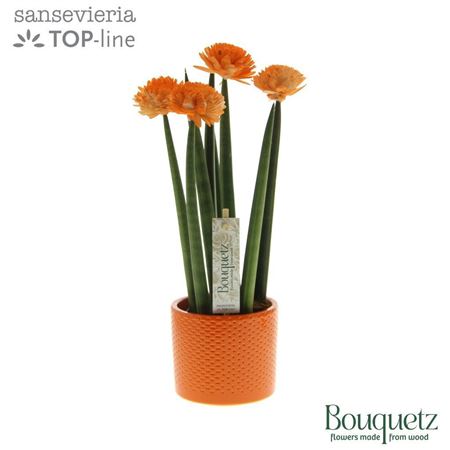 Sansevieria Top-line Bouquetz Orange