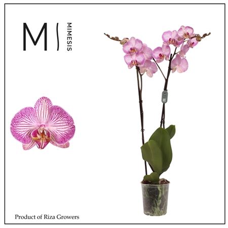 Phal 2st Krakow 16+ (mimesis)