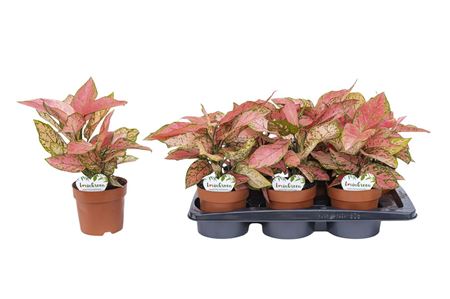 Aglaonema Valentine