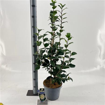 Camellia Jap Brushfield's Yellow