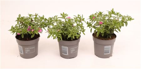 Calibrachoa Minifamous Double Pinkmania