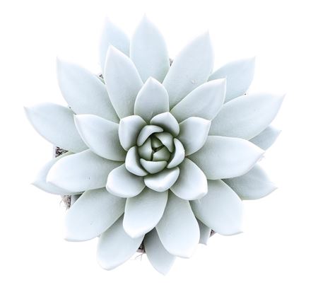 Echeveria Rainbow White