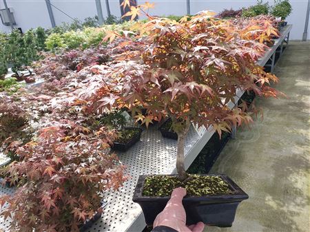 Bonsai Acer Palmatum Deshojo,