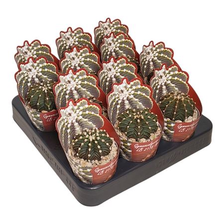 Gymnocalycium Friedrichii Agua Dulce Potcover