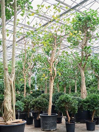 Ficus Religiosa