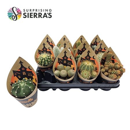Cartoonz® - Halloween Cactus (prime) Sierra Collec
