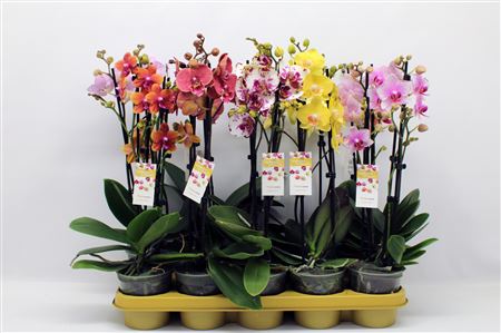 Phal 2st Mix 16+ (phalaenova)