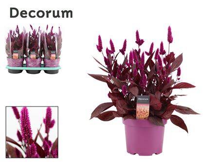 Celosia Mystic Shades In Sleeve (decorum)