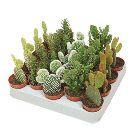 Opuntia Mix (cites Free)