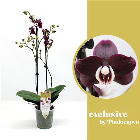 Phal 2st Black Widow 14+ (phalaenoca)