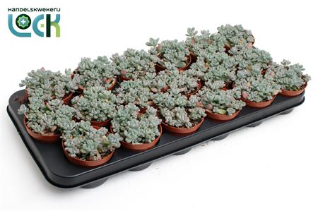 Sedum Comic Tom