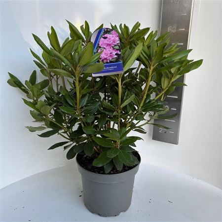 Rhodo Roseum Elegans