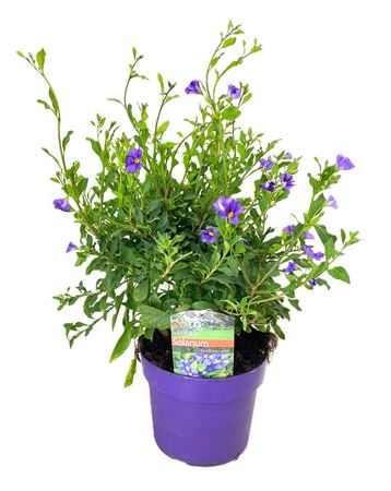 Solanum Rantonetti Bush