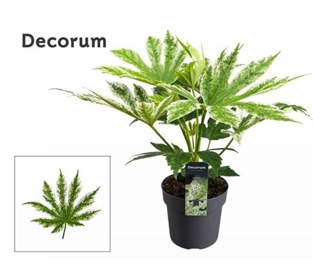 Fatsia Japonica Spider Web (decorum)