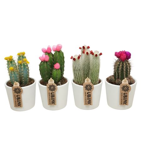 Cactus Fakeflower White Pot