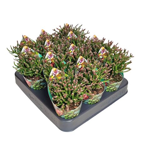 Rhipsalis Burchellii Potcover