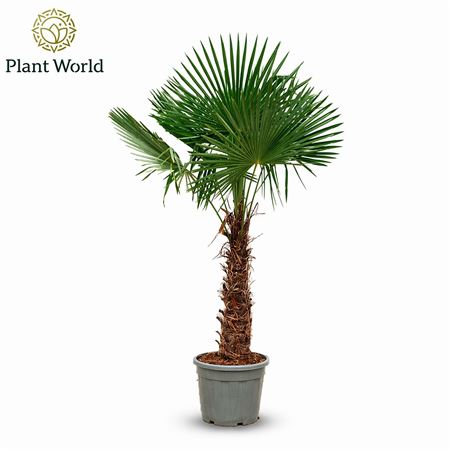 Trachycarpus Fortuneii
