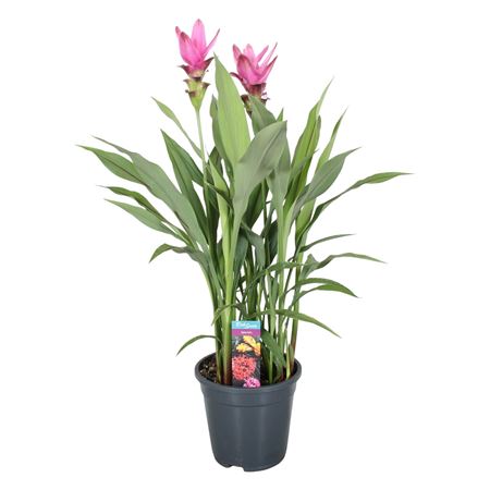 Curcuma Siam Supreme 3+