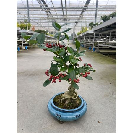 Bonsai Ilex Fortunei