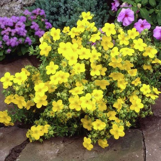 Лапчатка кустарниковая Голдфингер