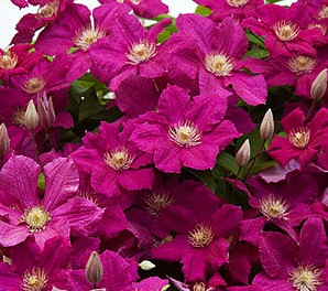 Клематис гибридный Эрнест Маркхам