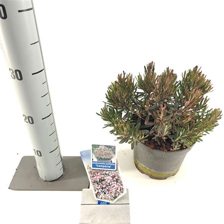 Andromeda Polifolia Compacta