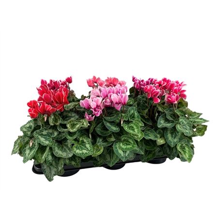 Цикламен Халиос микс